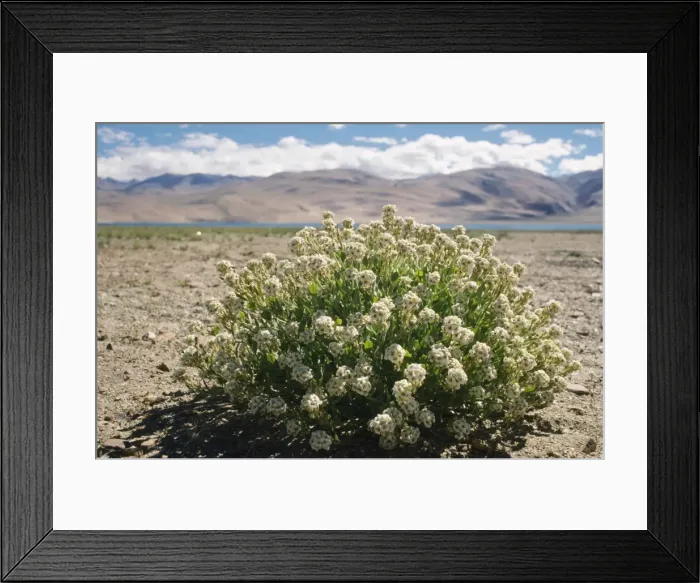 Framed Print : Nakedstem Wallflower Ladakh, India