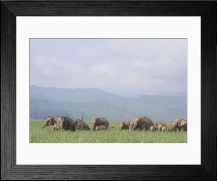 Framed Print : Indian / Asian Elephant herd in the open country, Corbett National Park, India Framed Print : Indian / Asian Elephant herd in the open country, Corbett National Park, India