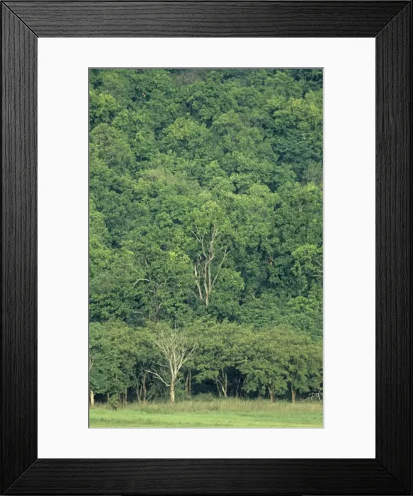 Framed Print : Sal forest, Corbett National Park, India Framed Print : Sal forest, Corbett National Park, India