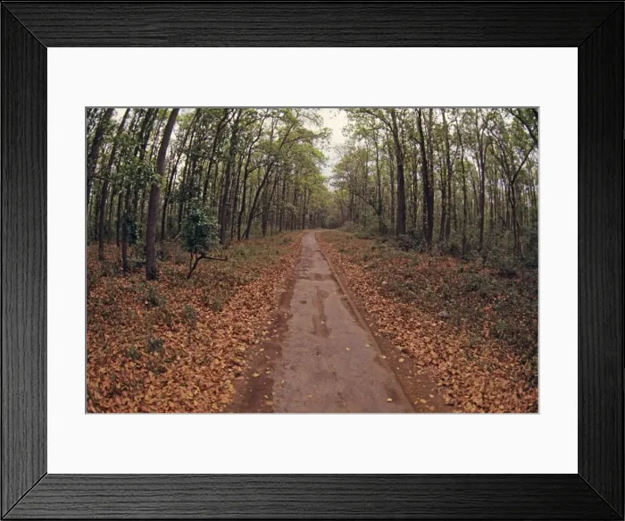 Framed Print : Jungle road going thru Sal forest, Corbett National Park, India Framed Print : Jungle road going thru Sal forest, Corbett National Park, India