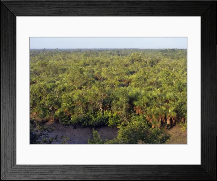 Framed Print : Sunderbans - the largest stretch of mangroves forest anywhere in the world, Sunderbans National Park, India Framed Print : Sunderbans - the largest stretch of mangroves forest anywhere in the world, Sunderbans National Park, India
