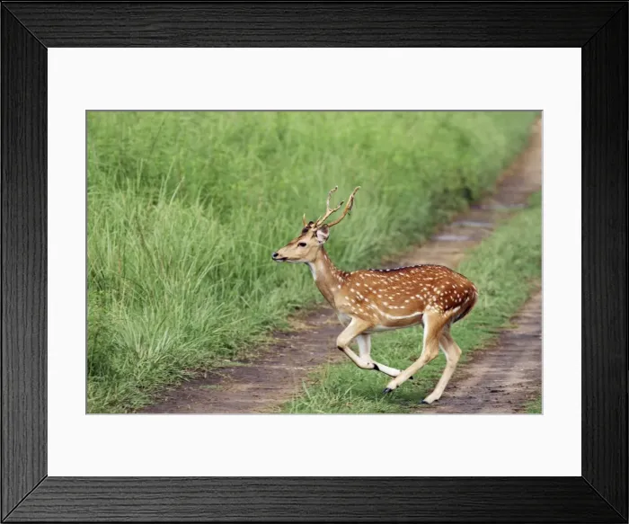 Framed Print : Chital stag on the jungle track, Corbett National Park, India Framed Print : Chital stag on the jungle track, Corbett National Park, India