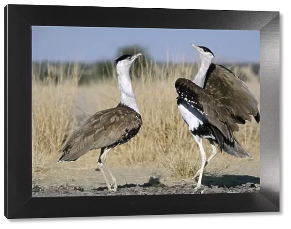 Great Indian Bustard - males in territorial display