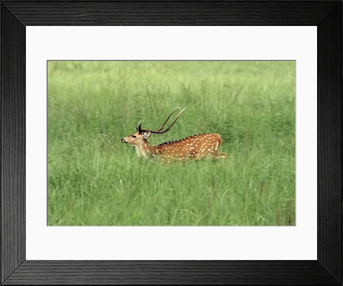 Framed Print : Chital stag in the grassland Corbett National Park, India Framed Print : Chital stag in the grassland Corbett National Park, India
