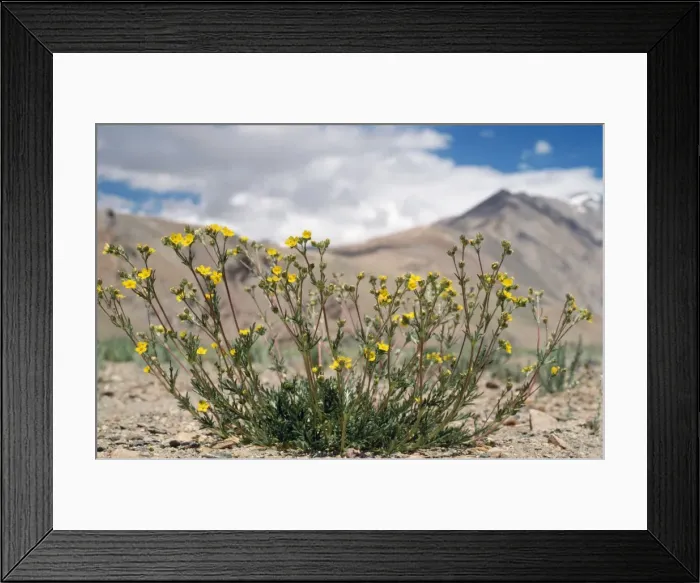 Framed Print : Potentilla Multifida Flowers - 15, 000 ft above sea level ChangThang Ladakh, India Framed Print : Potentilla Multifida Flowers - 15, 000 ft above sea level ChangThang Ladakh, India