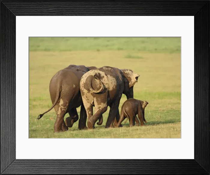 Framed Print : Indian / Asian Elephant going to forest after bath, Corbett National Park, India Framed Print : Indian / Asian Elephant going to forest after bath, Corbett National Park, India