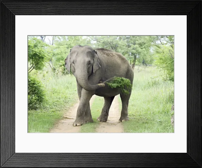 Framed Print : Indian / Asian Elephant at play, Corbett National Park, India Framed Print : Indian / Asian Elephant at play, Corbett National Park, India