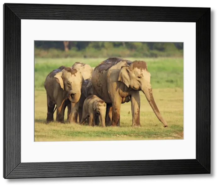 Framed Print : Indian / Asian Elephant family, Corbett National Park, India Framed Print : Indian / Asian Elephant family, Corbett National Park, India