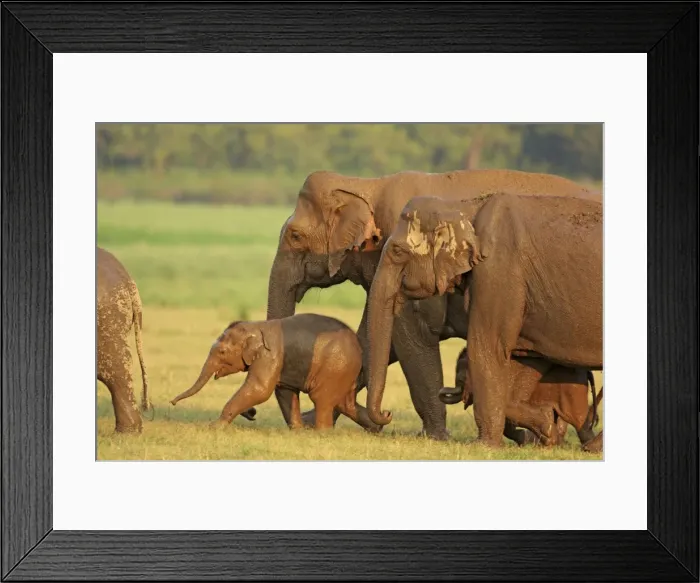 Framed Print : Indian / Asian Elephant family coming out of waterhole, Corbett National Park, India Framed Print : Indian / Asian Elephant family coming out of waterhole, Corbett National Park, India
