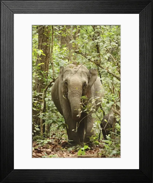 Framed Print : Indian / Asian Elephant in the Sal forest, Corbett National Park, India Framed Print : Indian / Asian Elephant in the Sal forest, Corbett National Park, India