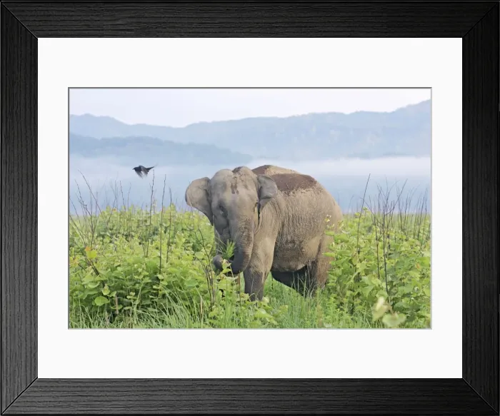 Framed Print : Indian / Asian Elephant in the misty morning, Corbett National Park, India Framed Print : Indian / Asian Elephant in the misty morning, Corbett National Park, India