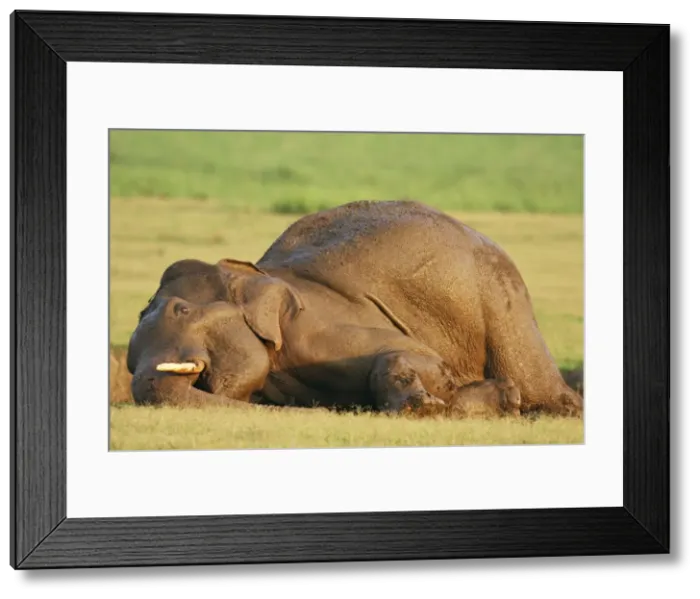 Framed Print : Masth Indian / Asian Elephant taking mud bath, Corbett National Park, India Framed Print : Masth Indian / Asian Elephant taking mud bath, Corbett National Park, India