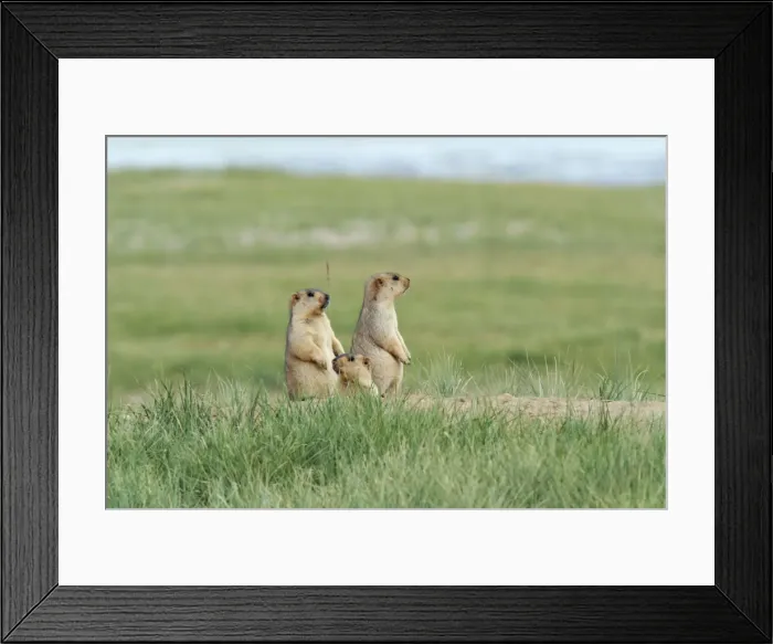 Framed Print : Himalayan Marmots - at the burrow entrance. TsoKar basin, Ladakh Changthang, India Framed Print : Himalayan Marmots - at the burrow entrance. TsoKar basin, Ladakh Changthang, India