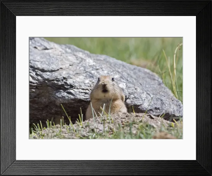 Framed Print : Mouse hare / Plateau pika (Black-lipped pika) at a burrow entrance. Tso Kar basin Ladakh Changthang, India Framed Print : Mouse hare / Plateau pika (Black-lipped pika) at a burrow entrance. Tso Kar basin Ladakh Changthang, India