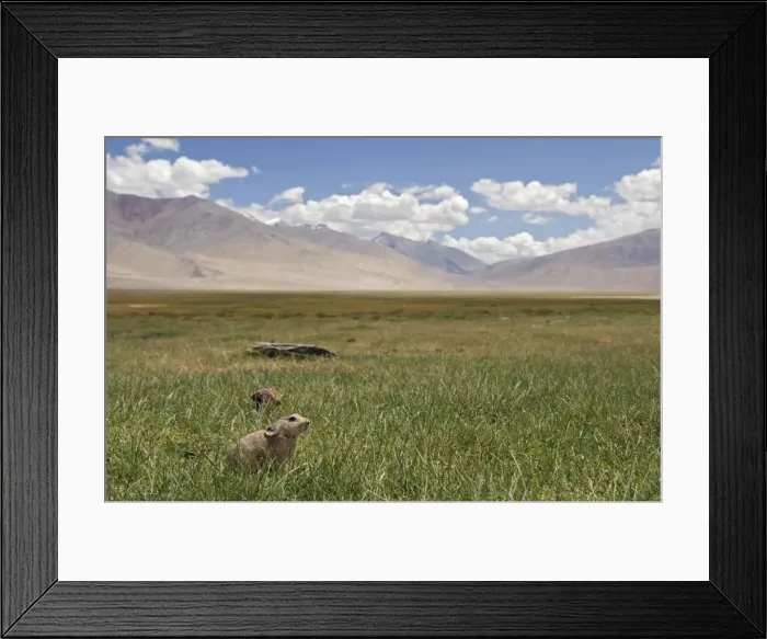 Framed Print : Mouse Hare / Plateau Pika / Black-lipped Pika - Tso Kar basin, Ladakh Changthang, J&K, India Framed Print : Mouse Hare / Plateau Pika / Black-lipped Pika - Tso Kar basin, Ladakh Changthang, J&K, India