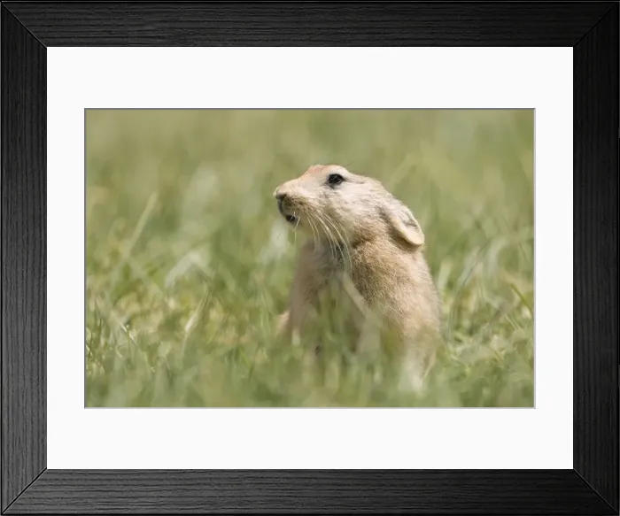 Framed Print : Mouse Hare / Plateau Pika (Black-lipped pika) Tso Kar basin Ladakh Changthang, India Framed Print : Mouse Hare / Plateau Pika (Black-lipped pika) Tso Kar basin Ladakh Changthang, India