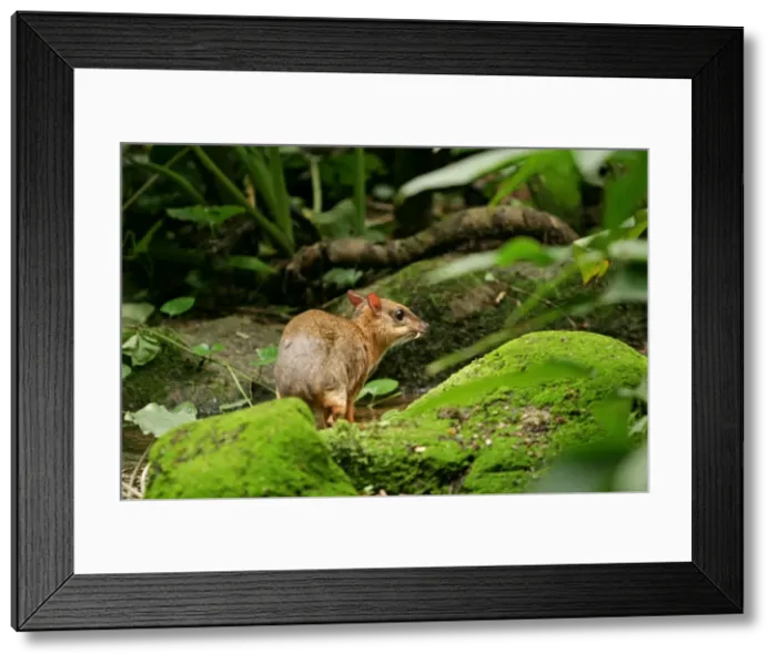 Framed Print : Chevrotain / Lesser Mouse Deer Framed Print : Chevrotain / Lesser Mouse Deer