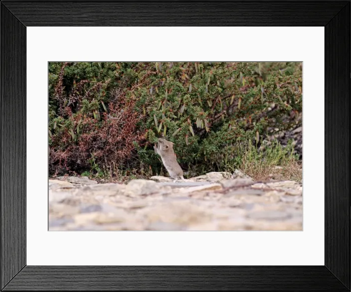 Framed Print : Stoliczka's Mountain Vole, stretching for Caragana seeds. Ladakh Changthang, India Framed Print : Stoliczka's Mountain Vole, stretching for Caragana seeds. Ladakh Changthang, India