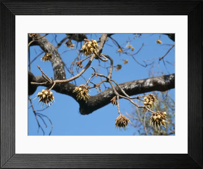 Framed Print : Mahua / Honey Tree / Madhuka / Mohwa Flowers - Used for medicinal purposes and to make alcoholic drinks - Madhya Pradesh, India Framed Print : Mahua / Honey Tree / Madhuka / Mohwa Flowers - Used for medicinal purposes and to make alcoholic drinks - Madhya Pradesh, India