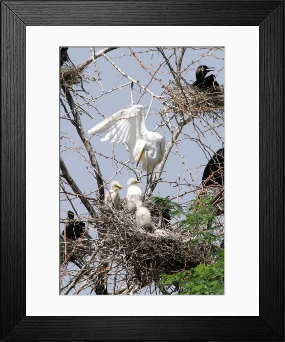 Framed Print : Great Egret with chicks. Keoladeo Ghana N. P. Bharatpur, Rajasthan India Framed Print : Great Egret with chicks. Keoladeo Ghana N. P. Bharatpur, Rajasthan India