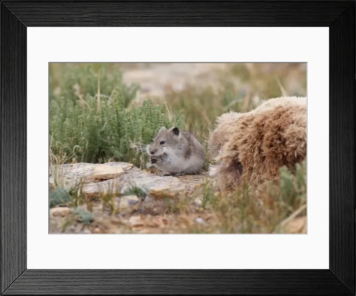 Framed Print : Stoliczka's Mountain Vole - collecting hair from pelt of Argali. Tso Kar basin, Ladakh Changthang, India Framed Print : Stoliczka's Mountain Vole - collecting hair from pelt of Argali. Tso Kar basin, Ladakh Changthang, India
