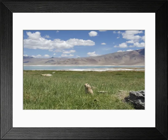 Framed Print : Mouse Hare / Plateau Pika / Black-lipped Pika - by Tso Kar, Changthang, Eastern Ladakh, India Framed Print : Mouse Hare / Plateau Pika / Black-lipped Pika - by Tso Kar, Changthang, Eastern Ladakh, India