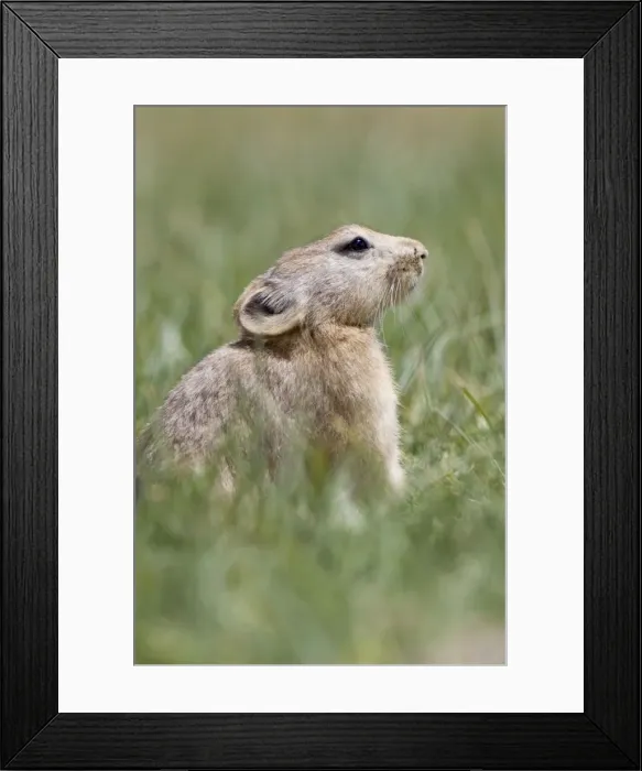 Framed Print : Mouse Hare / Plateau Pika (Black-lipped pika) Tso Kar basin Ladakh Changthang, India Framed Print : Mouse Hare / Plateau Pika (Black-lipped pika) Tso Kar basin Ladakh Changthang, India
