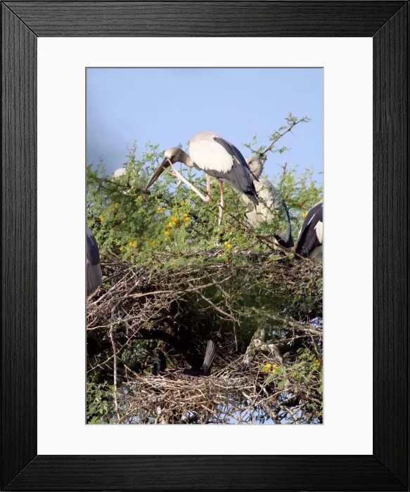 Framed Print : Keoladeo Ghana N. P. Nesting Asian openbill and cormorants. Bharatpur, Rajasthan, India Framed Print : Keoladeo Ghana N. P. Nesting Asian openbill and cormorants. Bharatpur, Rajasthan, India