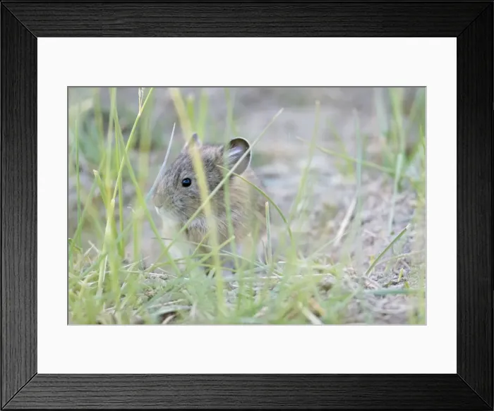 Framed Print : Mouse Hare. Ladakh Changthang, India Framed Print : Mouse Hare. Ladakh Changthang, India