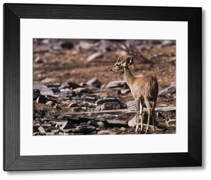 Framed Print : Four-horned Antelope / Chousingha - male - Panna National Park Madhya Pradesh India Framed Print : Four-horned Antelope / Chousingha - male - Panna National Park Madhya Pradesh India