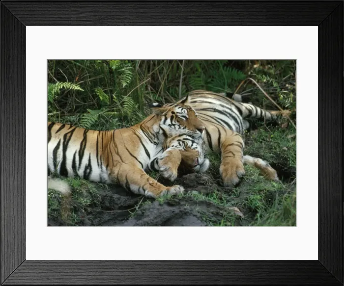 Framed Print : Bengal Tiger - female & cub - Bandhavgarh National Park - Madhya Pradesh - India Framed Print : Bengal Tiger - female & cub - Bandhavgarh National Park - Madhya Pradesh - India