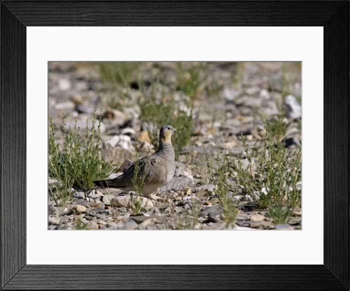Framed Print : Tibetan Sandgrouse (female) Tso Kar basin Ladakh, India Framed Print : Tibetan Sandgrouse (female) Tso Kar basin Ladakh, India