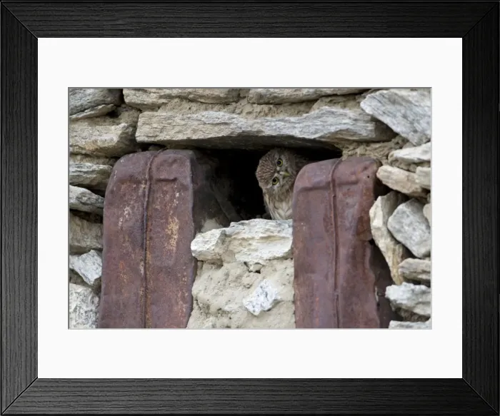 Framed Print : Little owl peering from window of seasonally abandoned Changpa dwelling. Tso Kar basin. Ladakh Changthang. India Framed Print : Little owl peering from window of seasonally abandoned Changpa dwelling. Tso Kar basin. Ladakh Changthang. India