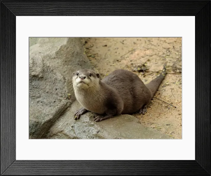 Framed Print : Small-clawed otter - Zoo Negara, Kuala Lumpur, Malaysia Framed Print : Small-clawed otter - Zoo Negara, Kuala Lumpur, Malaysia
