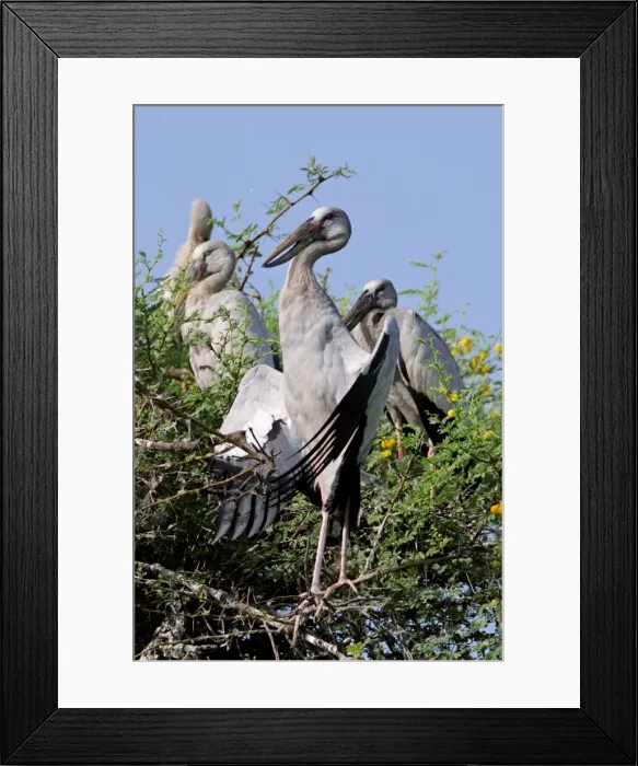Framed Print : Asian Openbills. Keoladeo Ghana N. P. Bharatpur, Rajasthan India Framed Print : Asian Openbills. Keoladeo Ghana N. P. Bharatpur, Rajasthan India