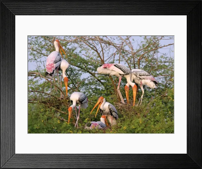 Framed Print : Painted Storks nesting colony - Keoladeo Ghana N. P. Bharatpur, Rajasthan, India Framed Print : Painted Storks nesting colony - Keoladeo Ghana N. P. Bharatpur, Rajasthan, India