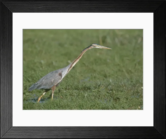 Framed Print : Purple Heron - fishing Framed Print : Purple Heron - fishing