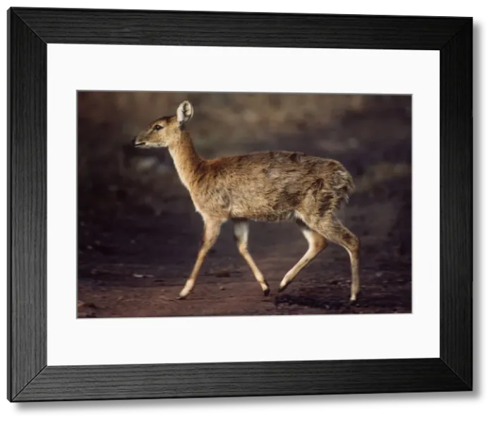 Framed Print : Four-horned Antelope / Chousingha - Madhya Pradesh India Framed Print : Four-horned Antelope / Chousingha - Madhya Pradesh India
