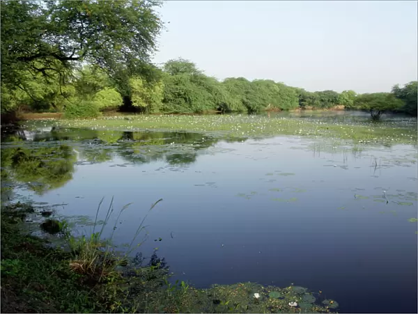 Wetland with lillies of Keoladeo Ghana N. P. Bharatpur, Rajasthan, India