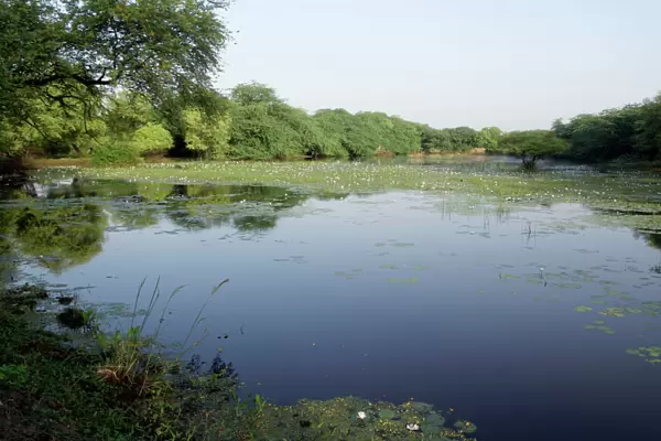 Wetland with lillies of Keoladeo Ghana N. P. Bharatpur, Rajasthan, India