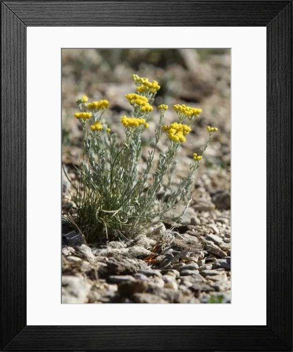 Framed Print : Two Horned Lark chicks - in nest below Tanacetum tibeticum plant. Ladakh, India Framed Print : Two Horned Lark chicks - in nest below Tanacetum tibeticum plant. Ladakh, India