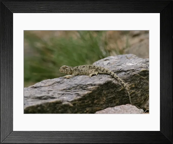 Framed Print : Toad-agama Tso Kar basin (4500m) Changthang, Ladakh, J&K. India Framed Print : Toad-agama Tso Kar basin (4500m) Changthang, Ladakh, J&K. India
