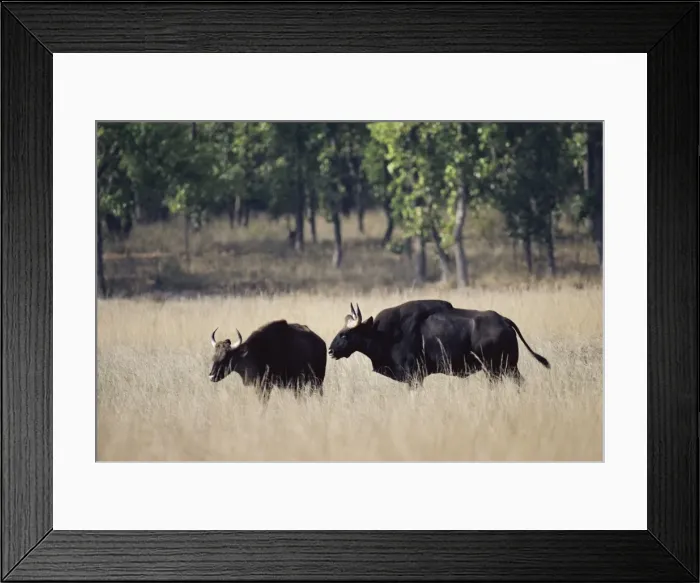 Framed Print : Gaur - Gaur pair in courtship Framed Print : Gaur - Gaur pair in courtship
