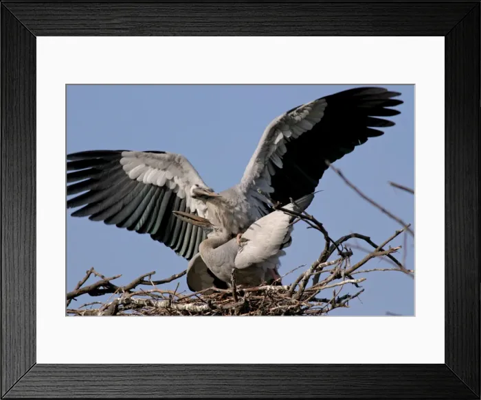 Framed Print : Asian Openbills - mating - Keoladeo Ghana National Park Rajasthan Framed Print : Asian Openbills - mating - Keoladeo Ghana National Park Rajasthan