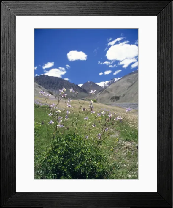 Framed Print : Aquilegia Species Flowres Trans Himalaya, Ladakh, Jammu & Kashmir, India Framed Print : Aquilegia Species Flowres Trans Himalaya, Ladakh, Jammu & Kashmir, India
