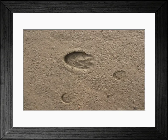 Framed Print : Kiang tracks. Tso Kar basin Ladakh Changthang, India Framed Print : Kiang tracks. Tso Kar basin Ladakh Changthang, India