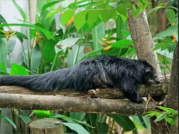 Binturong  /  Bearcat - lying on tree branch