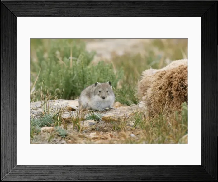 Framed Print : Stoliczka's Mountain Vole - Tso Kar basin, Ladakh Changthang, J&K, India by bharal (blue sheep) pelt from which it was collecting hair Framed Print : Stoliczka's Mountain Vole - Tso Kar basin, Ladakh Changthang, J&K, India by bharal (blue sheep) pelt from which it was collecting hair