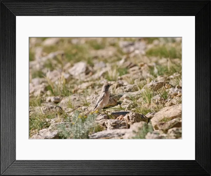 Framed Print : Desert Wheatear - non-breeding male. Tso Kar, Ladakh Changthang, India