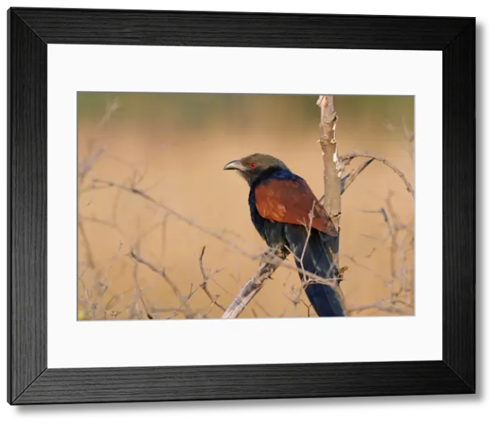 Framed Print : Greater Coucal / Crow-pheasant - Corbett N. P. U. P. India Framed Print : Greater Coucal / Crow-pheasant - Corbett N. P. U. P. India